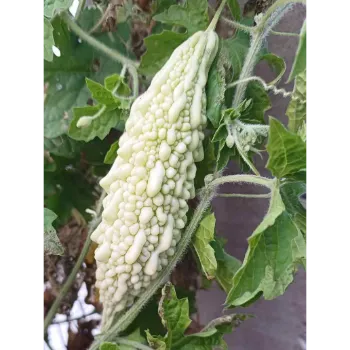 Bitter gourd (13)-6559571-61617.webp